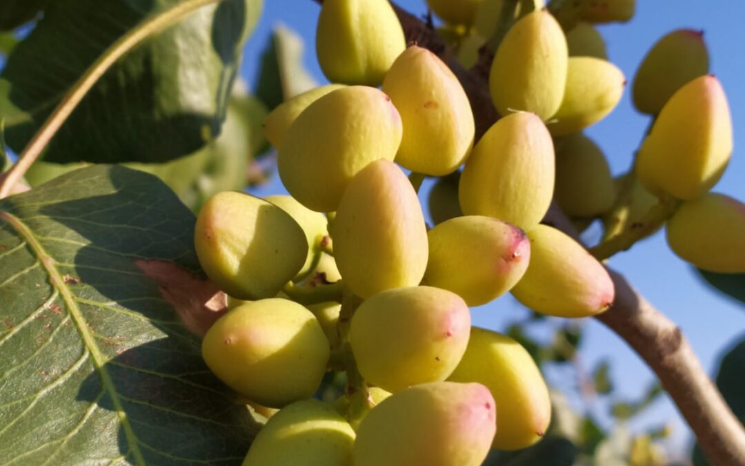 Agricultura Ecológica: Cultivar con Conciencia y Respeto